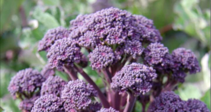Home Grower Society