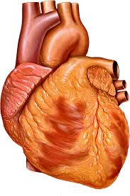 Elizabeth Taveras Rivera