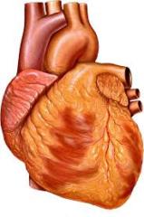 Elizabeth Taveras Rivera