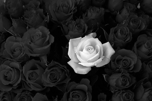 Kathleen Rogneby