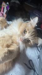 Staci Parish Phillips