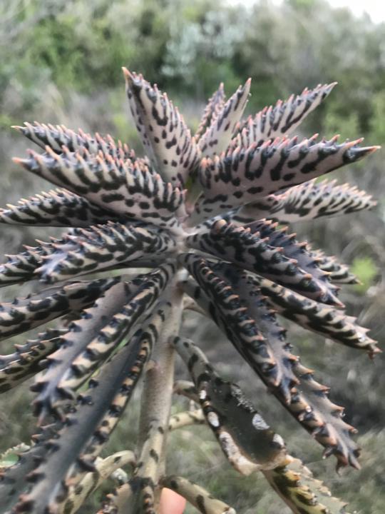 Hungry Succulents are Better Succulents