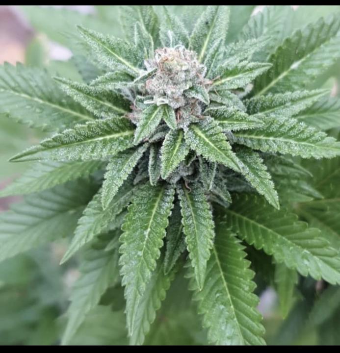 World Class Cannabis Breeding Techniques part 2