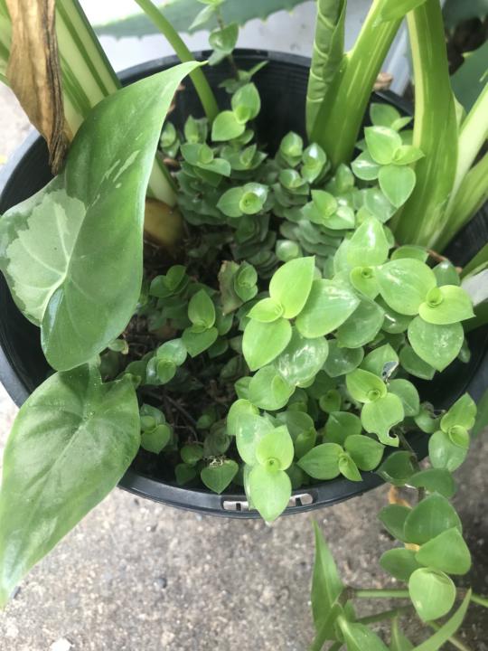 Scraggly to JUICY in 1 Sip a Week