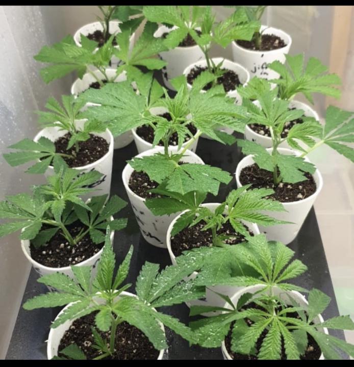 How to identify desirable traits in cannabis strains. 