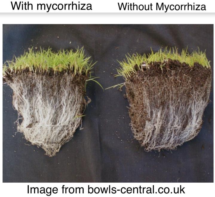 Level up with Symbiotic organisms in the garden