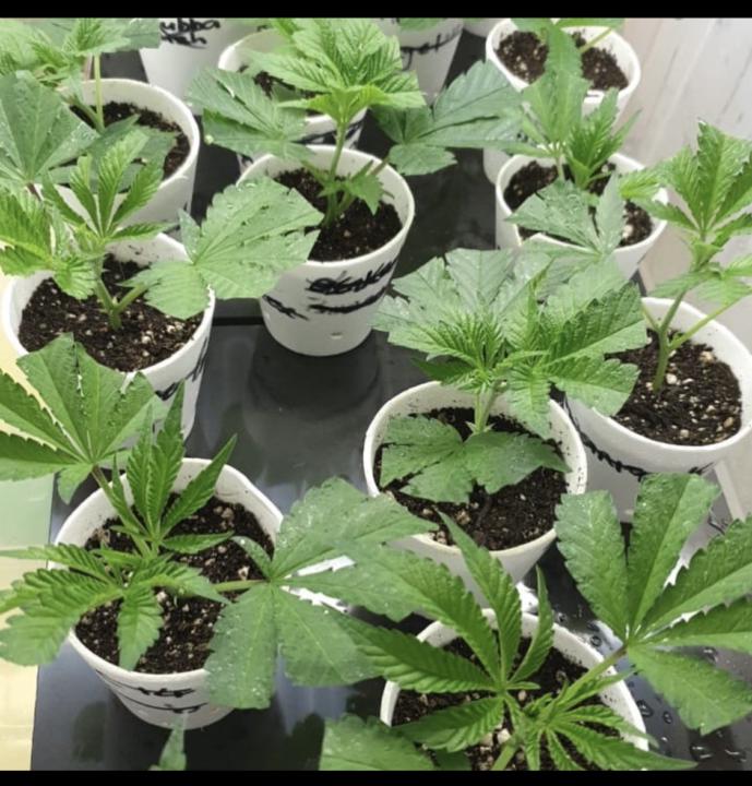 Exploring back-crossing and feminising techniques 