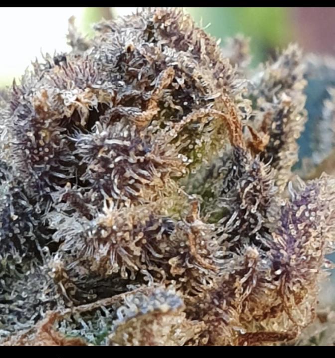 How to create the perfect strain 
