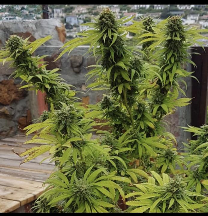 World class Cannabis breeding techniques 