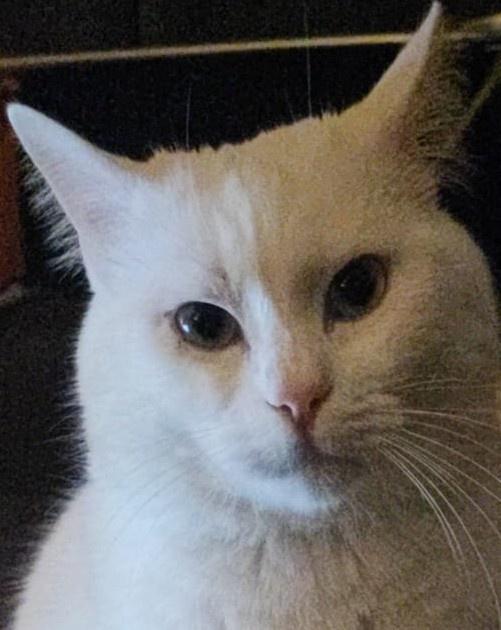 Román de Benito Ortiz