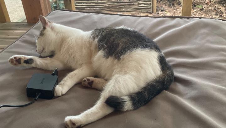 Selim Benabdelouahed