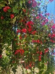 Dalia Shawa