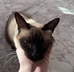 Guillaume Giovannoni