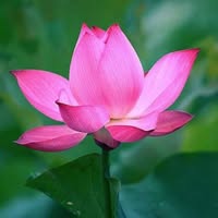 Trần Dương