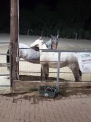 Krista McMorran-Maus