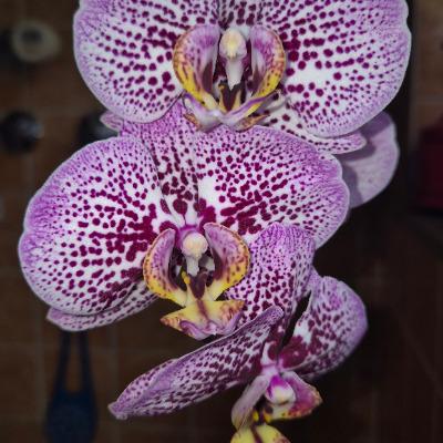 Biggi Tigretta