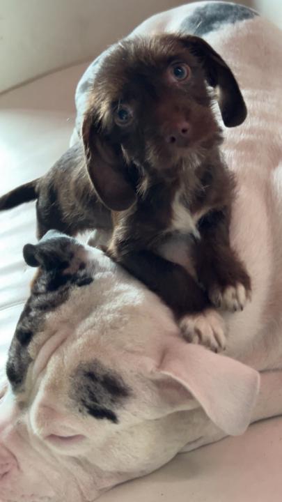 Loriescha Dowell Holloway