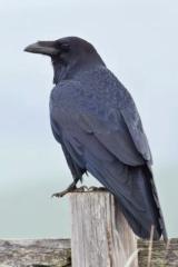 Pilleriin Raven Salum