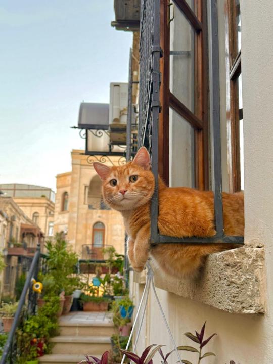 Fidan Manafova