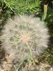 ساره هياجنه