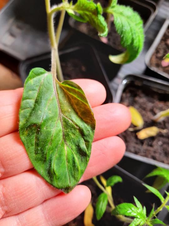 Probleme bei Tomatenjungpflanzen