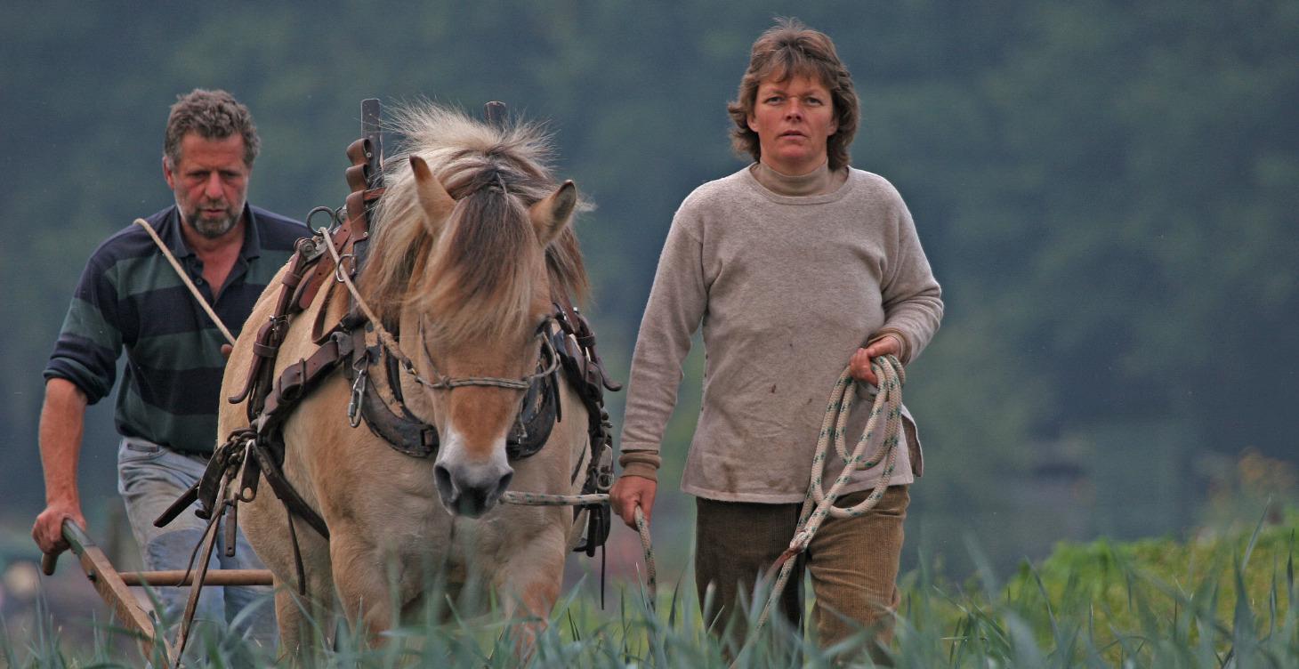 Einsatz von Pferden im Garten
