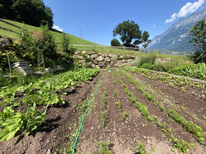 Bilder aus Marie-Louises Garten