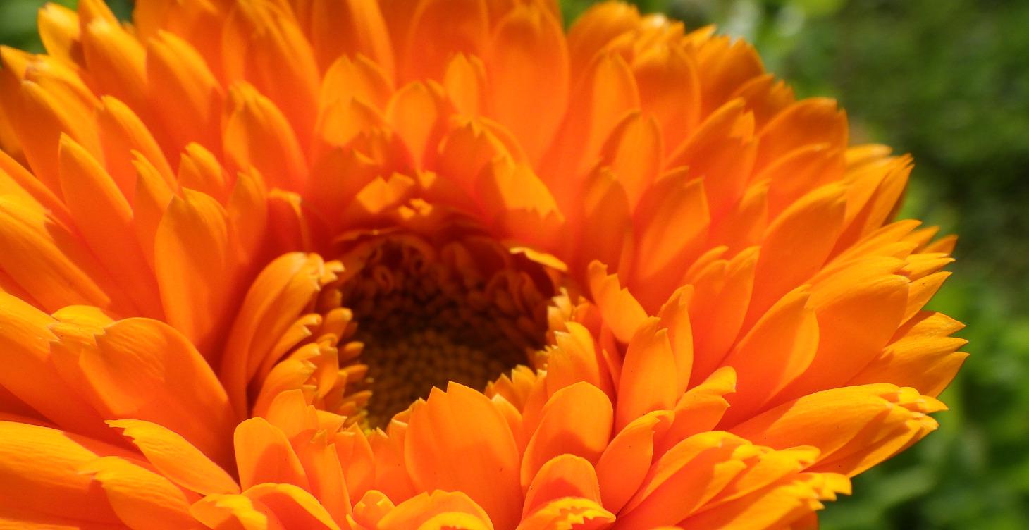 Wildkräuter - Heilkräuter