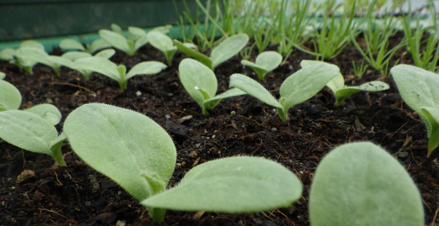 Samen - Jungpflanzen