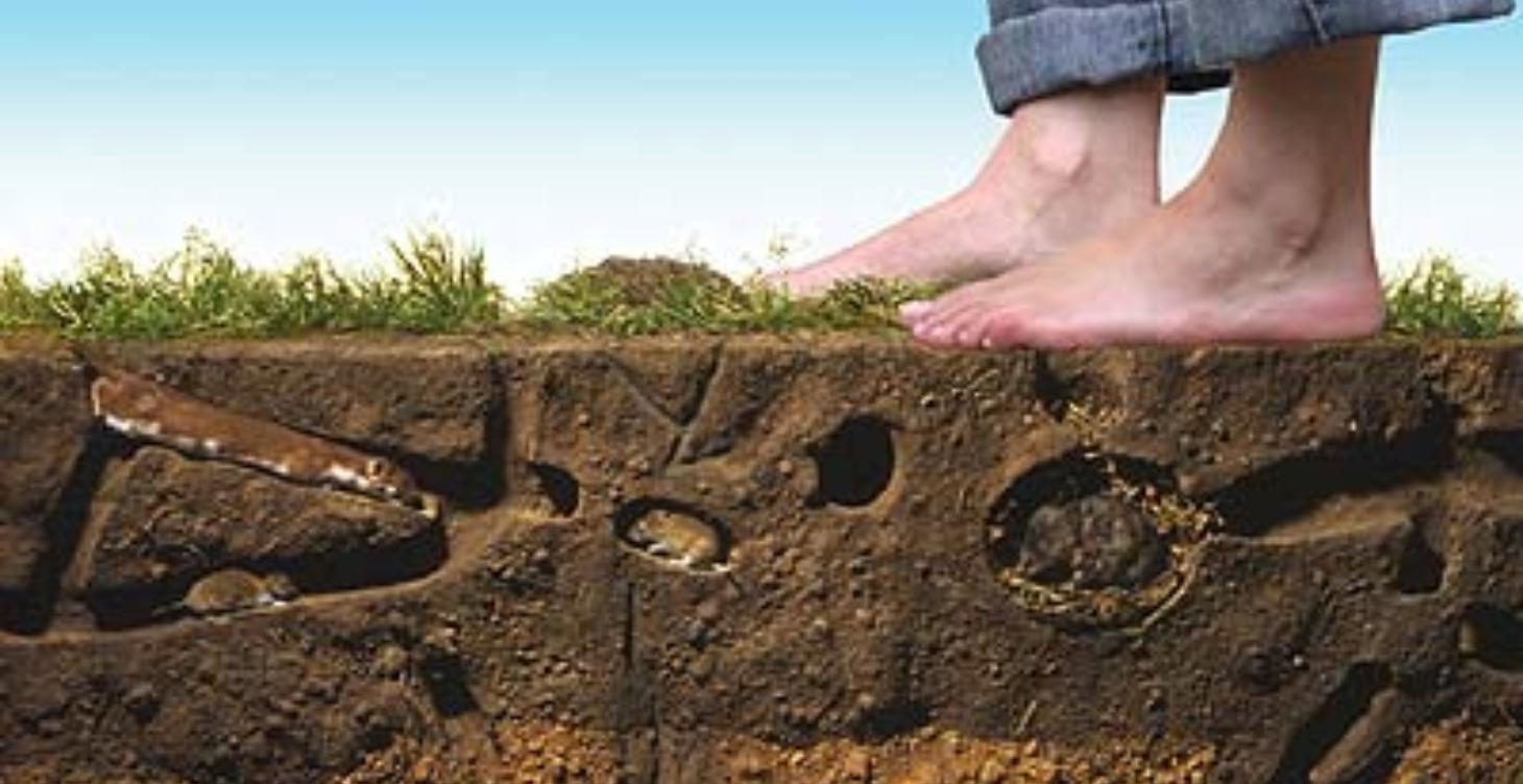 Boden - Kompost - Gründung