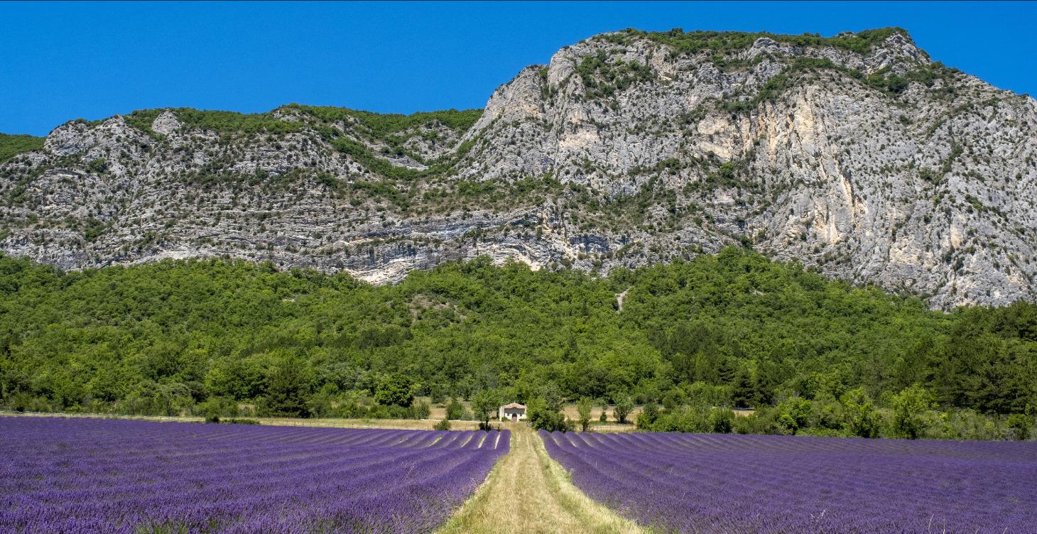 Pflanzen-Support, High Brix