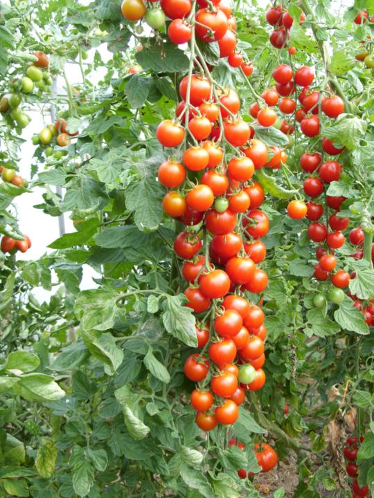 Tomatenerfolg könnte so aussehen: