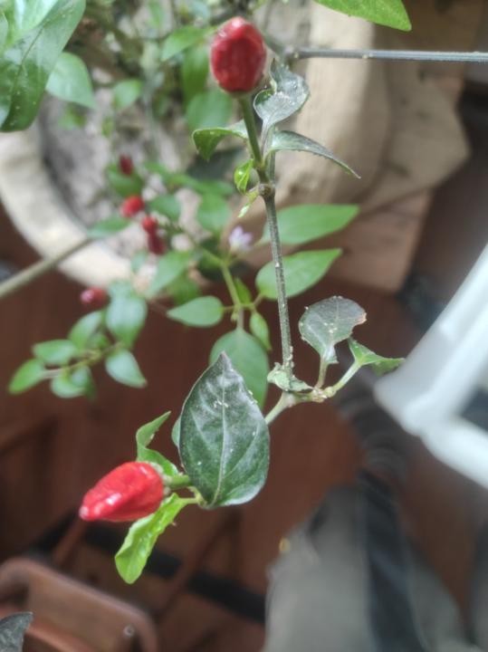 Chili Überwinterung