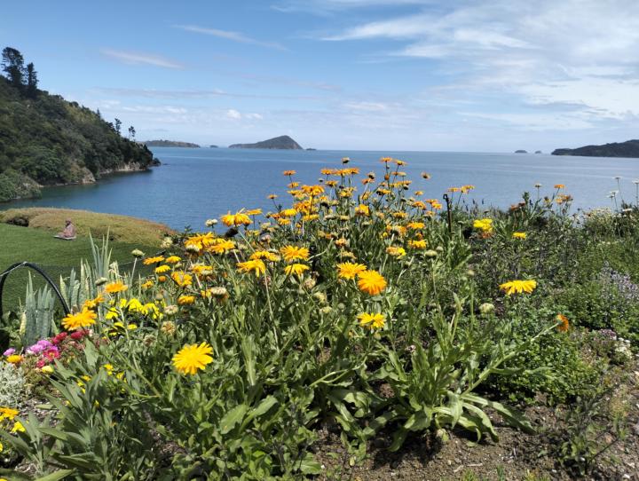 Glen Atkinson - Heilmittel der Erde