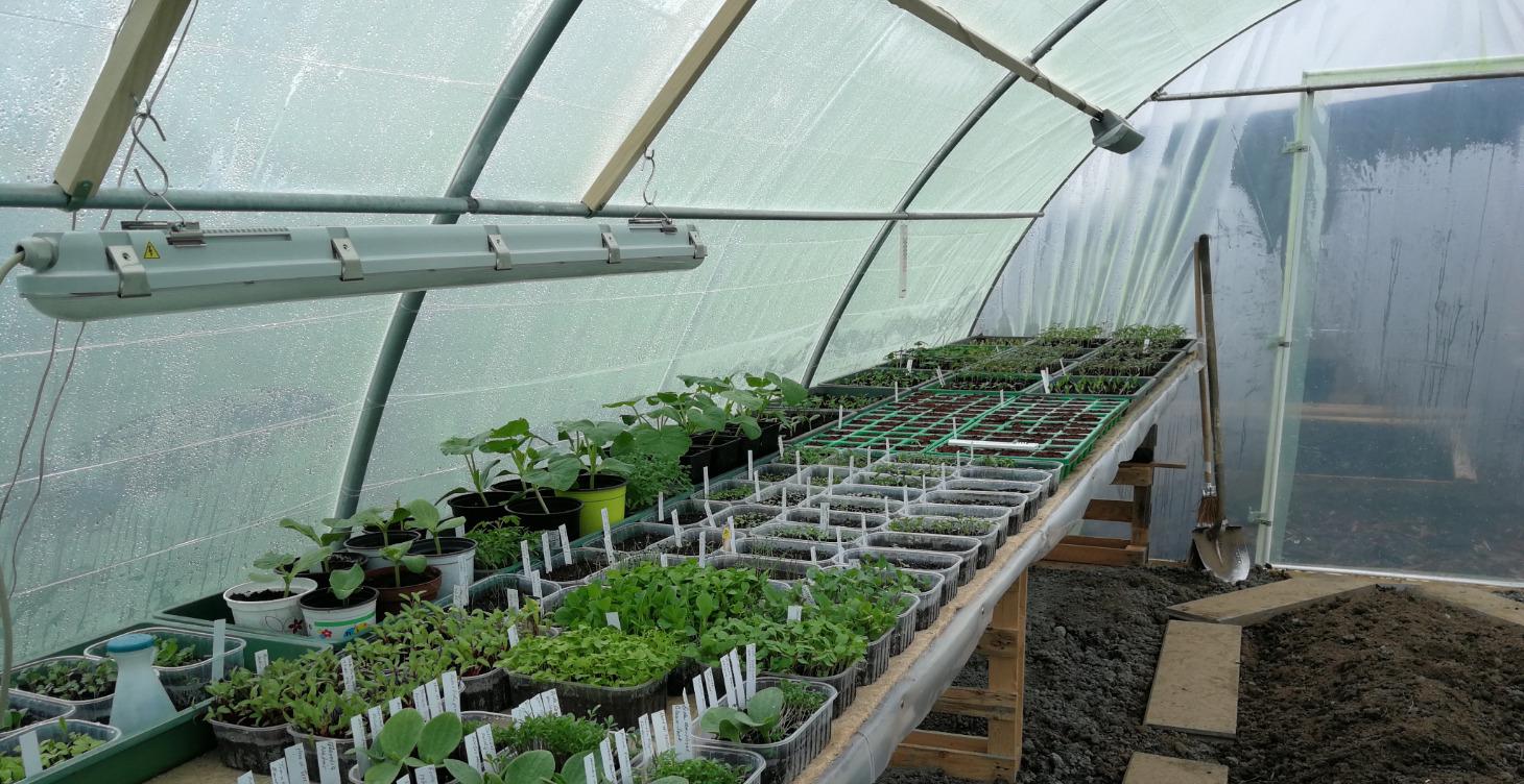 Frühbeet - Gewächshaus