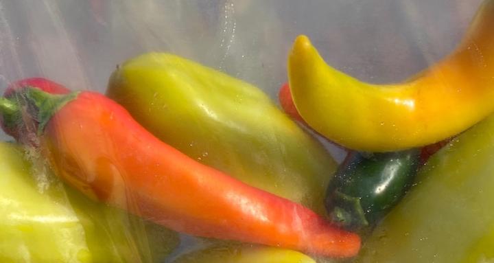 Indigenous Permaculture