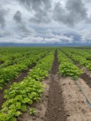 Oswaldo Jared Rocha Rodríguez