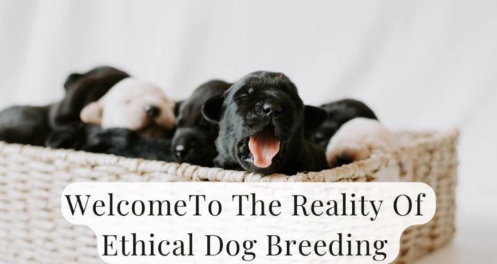 The Reality Of Dog Breeding 