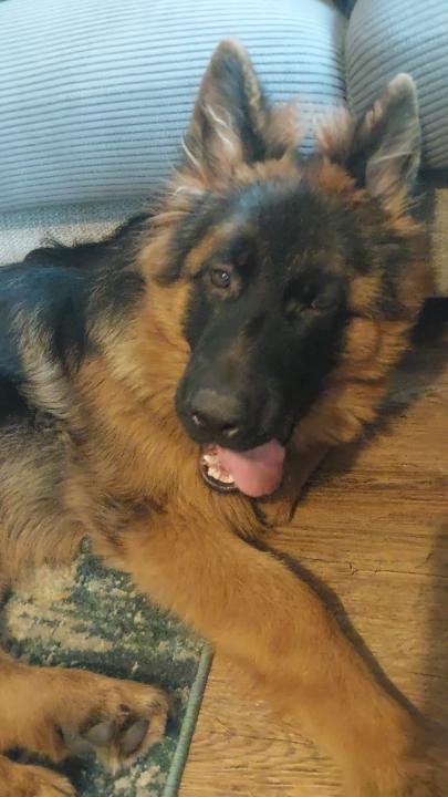 Elizabeth Wolfendale