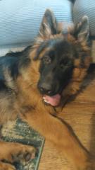 Elizabeth Wolfendale