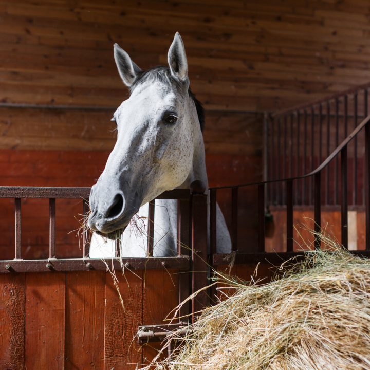 Skool: Pferde-Community für Reiter & Pferdebesitzer