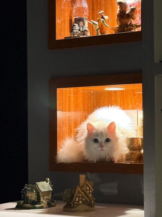 Pretty Kitty