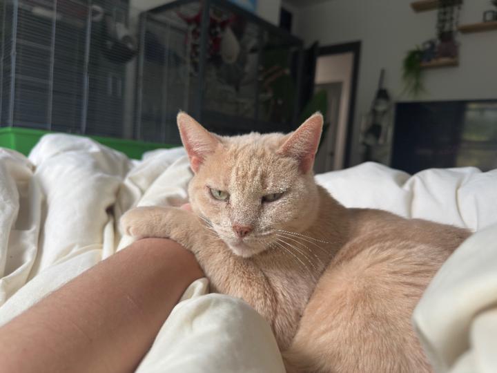 Giancarlo Bracke Palonis