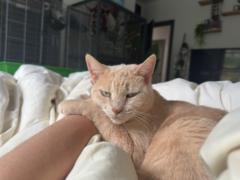 Giancarlo Bracke Palonis