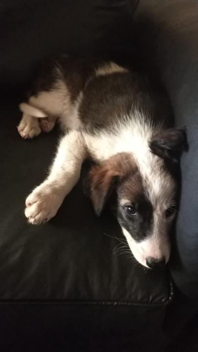 Juan Francisco Bangher