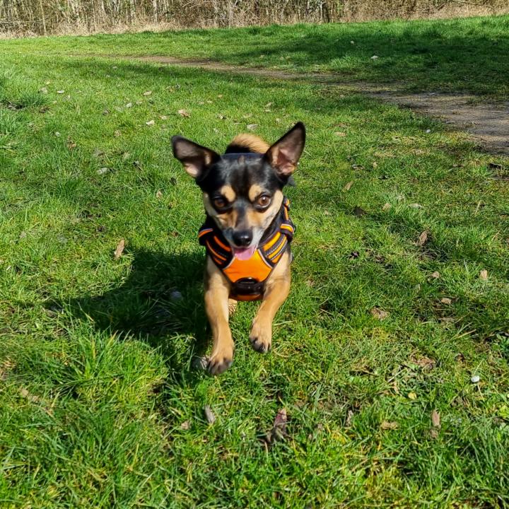 🥰 Cute Pets! 🥰