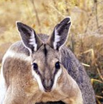 Wallaby of Woop Woop