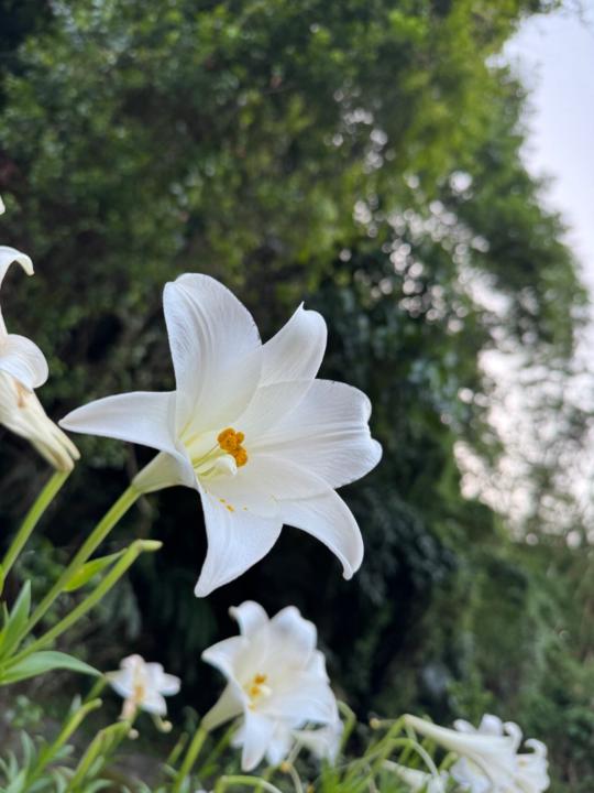 洪 阡容