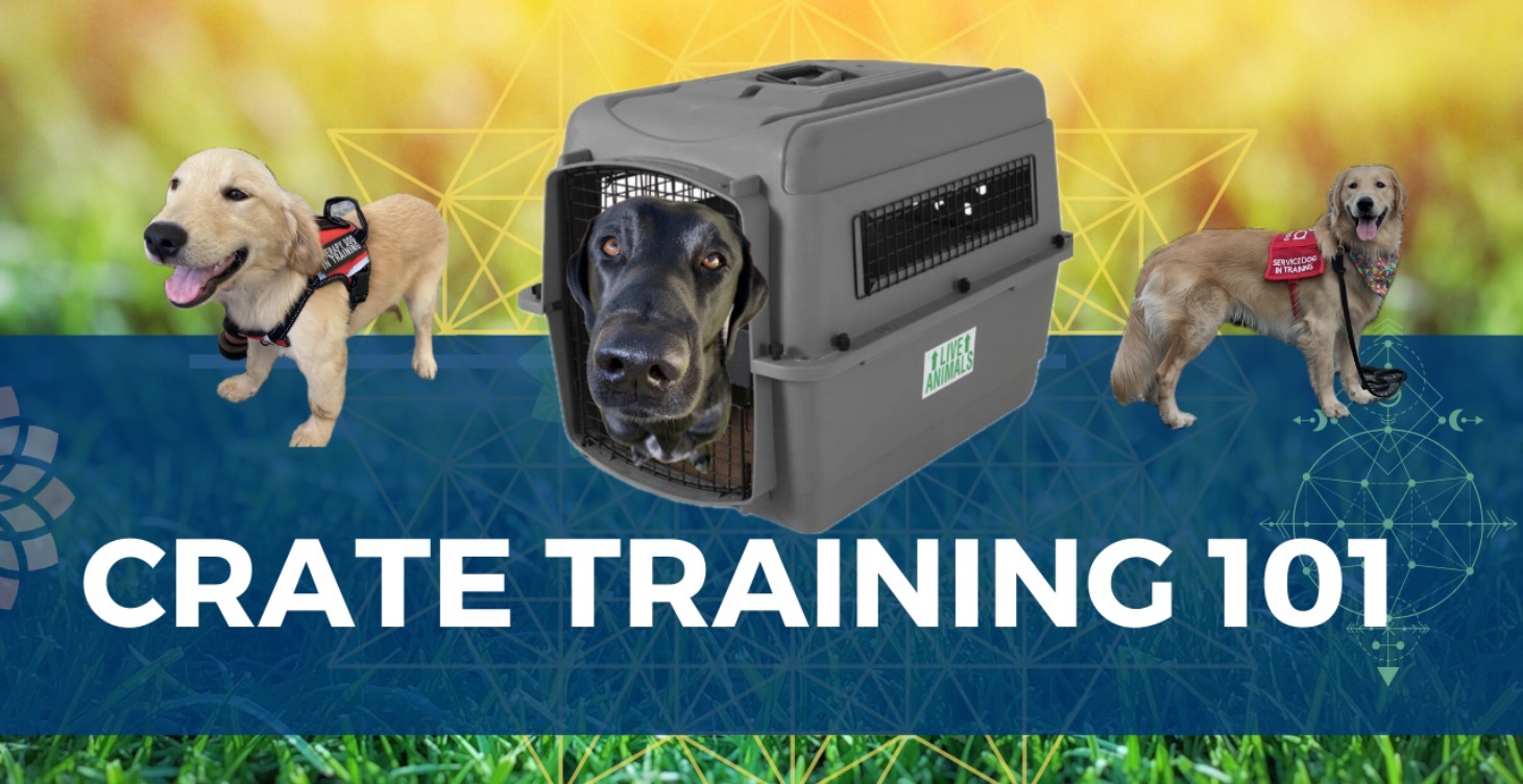 Crate Training 101