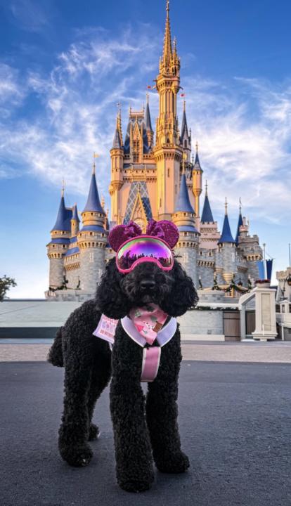 HAPPY BIRTHDAY, JOY!!! 🎉🐩✨